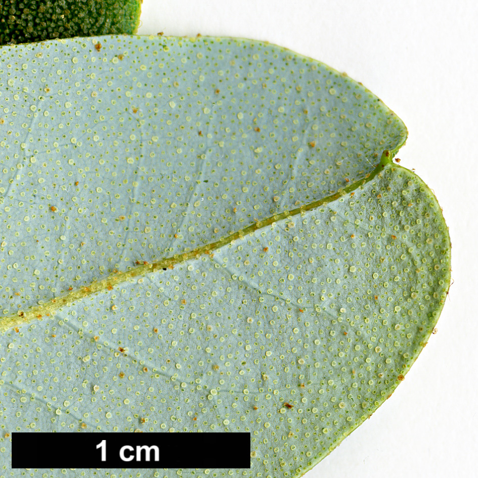 High resolution image: Family: Ericaceae - Genus: Rhododendron - Taxon: pruniflorum